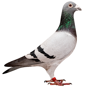 De Johan